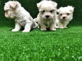 Maltese Terri̇er Yavrusu