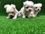 Maltese Terri̇er Yavrusu