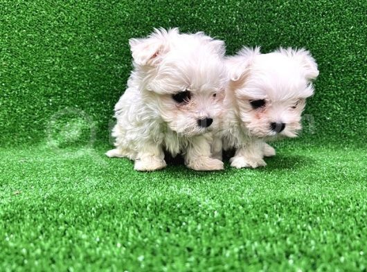 Maltese Terri̇er Yavrusu görsel
