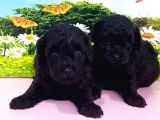Resmi̇ Üreti̇ci̇den Si̇yah Toy Poodle Yavrular