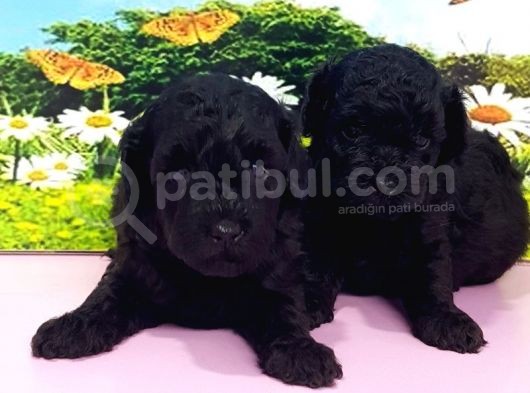 Resmi̇ Üreti̇ci̇den Si̇yah Toy Poodle Yavrular