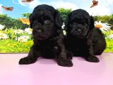 Resmi̇ Üreti̇ci̇den Si̇yah Toy Poodle Yavrular