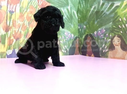 Si̇yah Toy Poodle Yavrular
