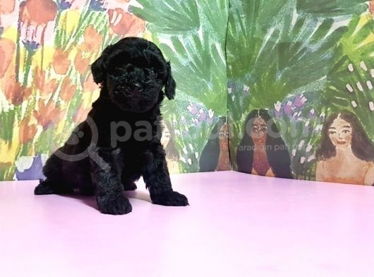 Si̇yah Toy Poodle Yavrular görsel