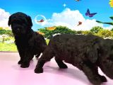 Resmi̇ Üreti̇ci̇den Si̇yah Toy Poodle Yavrular