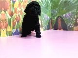 Si̇yah Toy Poodle Yavrular