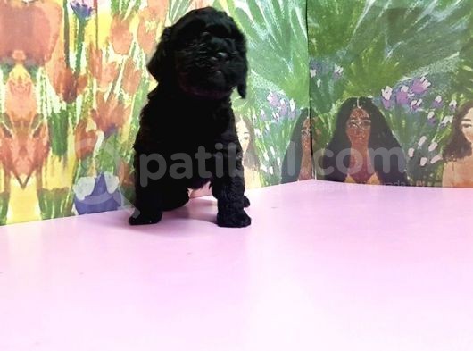 Si̇yah Toy Poodle Yavrular görsel