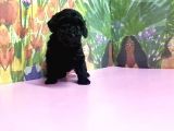 Si̇yah Toy Poodle Yavrular