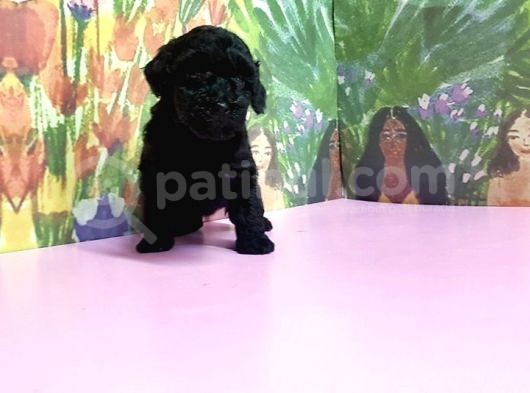 Si̇yah Toy Poodle Yavrular görsel