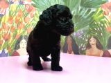 Si̇yah Toy Poodle Yavrular