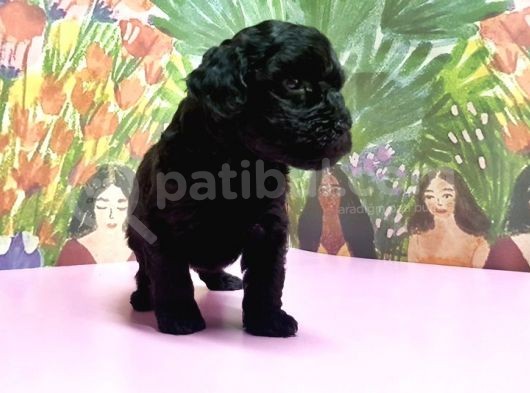 Si̇yah Toy Poodle Yavrular görsel