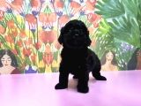 Si̇yah Toy Poodle Yavrular