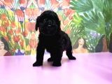 Si̇yah Toy Poodle Yavrular