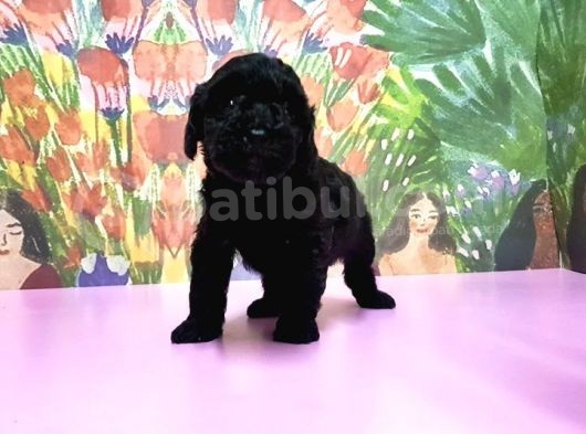 Si̇yah Toy Poodle Yavrular görsel