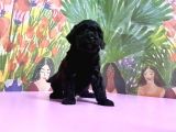 Si̇yah Toy Poodle Yavrular