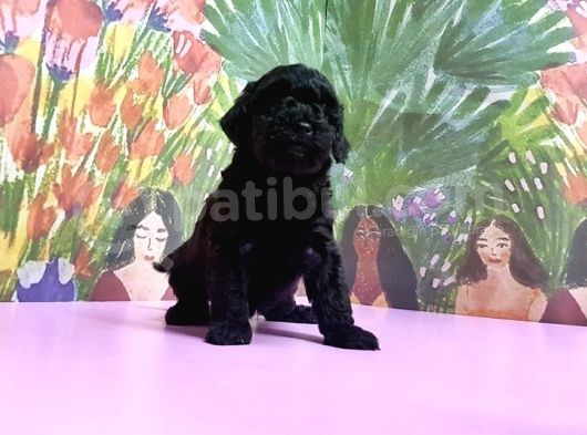 Si̇yah Toy Poodle Yavrular görsel
