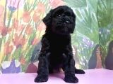 Si̇yah Toy Poodle Yavrular