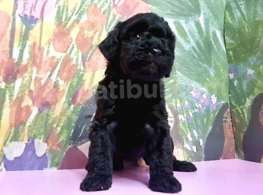 Si̇yah Toy Poodle Yavrular görsel