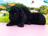Resmi̇ Üreti̇ci̇den Si̇yah Toy Poodle Yavrular