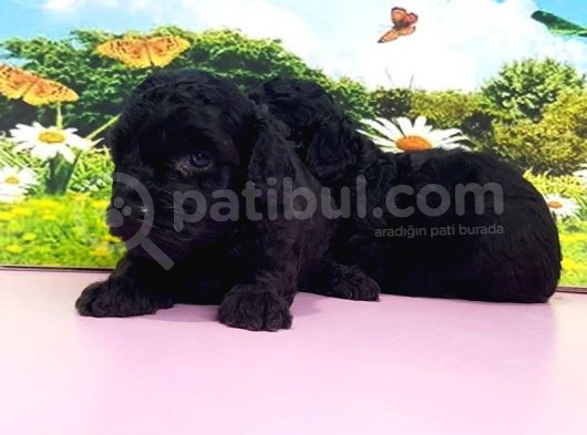 Resmi̇ Üreti̇ci̇den Si̇yah Toy Poodle Yavrular görsel