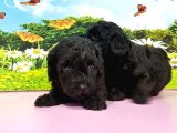 Resmi̇ Üreti̇ci̇den Si̇yah Toy Poodle Yavrular
