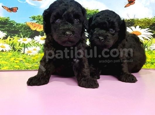 Resmi̇ Üreti̇ci̇den Si̇yah Toy Poodle Yavrular görsel