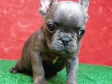 GÜZELLER GÜZELİ DİŞİ FRENCH BULLDOG BLUE YAVRUMUZ