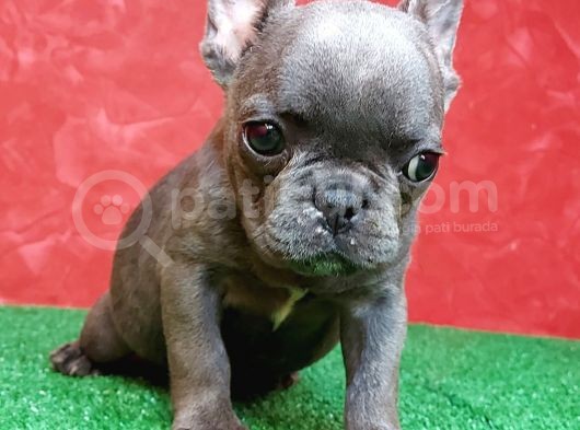 Güzeller Güzeli̇ Di̇şi̇ French Bulldog Blue Yavrumuz