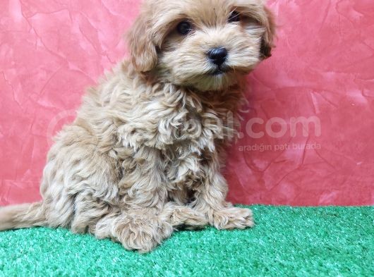 Güzeller Güzeli̇ Orji̇nal Malti̇poo Di̇şi̇ Yavrularimiz