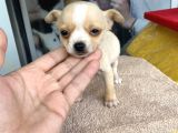 Teacup Di̇şi̇ Chihuahua