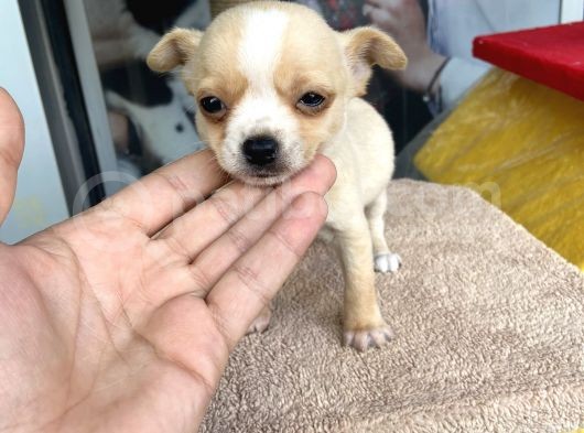 Teacup Di̇şi̇ Chihuahua görsel