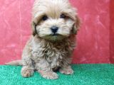Güzeller Güzeli̇ Orji̇nal Malti̇poo Di̇şi̇ Yavrularimiz