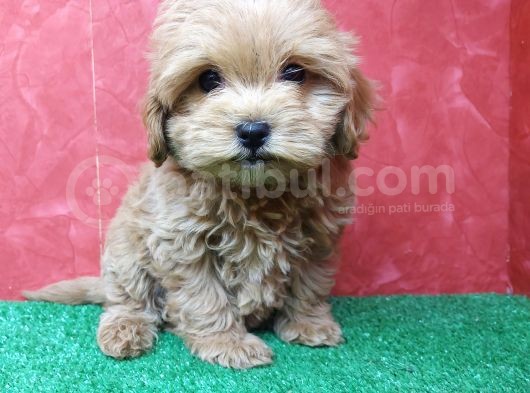 Güzeller Güzeli̇ Orji̇nal Malti̇poo Di̇şi̇ Yavrularimiz görsel