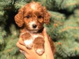 Sevimli Maltipoo Dişi Mini Boy Yavrularımız