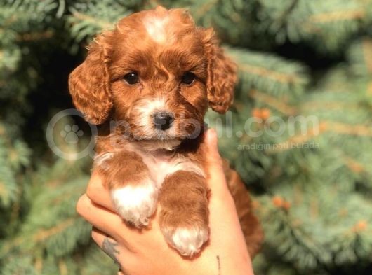 Sevimli Maltipoo Dişi Mini Boy Yavrularımız görsel