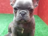 Güzeller Güzeli̇ Di̇şi̇ French Bulldog Blue Yavrumuz