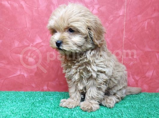 Güzeller Güzeli̇ Orji̇nal Malti̇poo Di̇şi̇ Yavrularimiz görsel