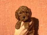 Mini Boy Orjinal Poodle Yavrular