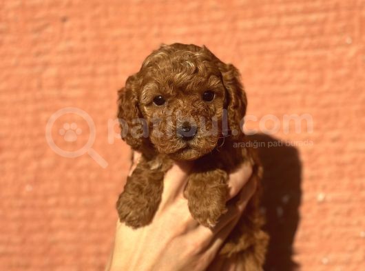 Mini Boy Orjinal Poodle Yavrular görsel