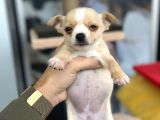 Teacup Di̇şi̇ Chihuahua
