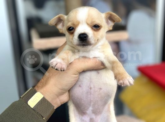 Teacup Di̇şi̇ Chihuahua görsel