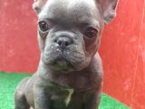 Güzeller Güzeli̇ Di̇şi̇ French Bulldog Blue Yavrumuz
