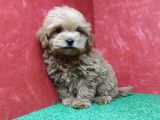Güzeller Güzeli̇ Orji̇nal Malti̇poo Di̇şi̇ Yavrularimiz