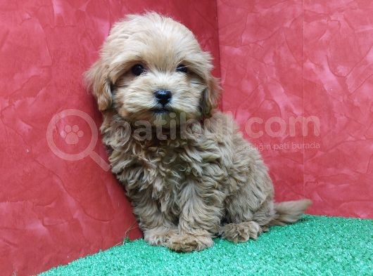 Güzeller Güzeli̇ Orji̇nal Malti̇poo Di̇şi̇ Yavrularimiz görsel