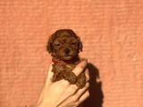 Mini Boy Orjinal Poodle Yavrular