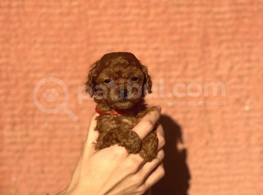 Mini Boy Orjinal Poodle Yavrular görsel