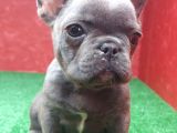 Güzeller Güzeli̇ Di̇şi̇ French Bulldog Blue Yavrumuz
