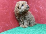 Güzeller Güzeli̇ Orji̇nal Malti̇poo Di̇şi̇ Yavrularimiz