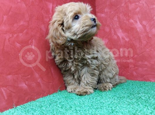Güzeller Güzeli̇ Orji̇nal Malti̇poo Di̇şi̇ Yavrularimiz görsel
