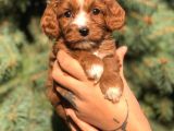Sevimli Maltipoo Dişi Mini Boy Yavrularımız